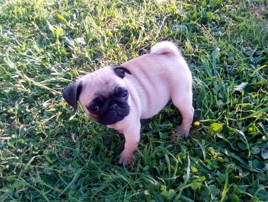 Phoenix Des Comores - Chiots disponibles - Carlin