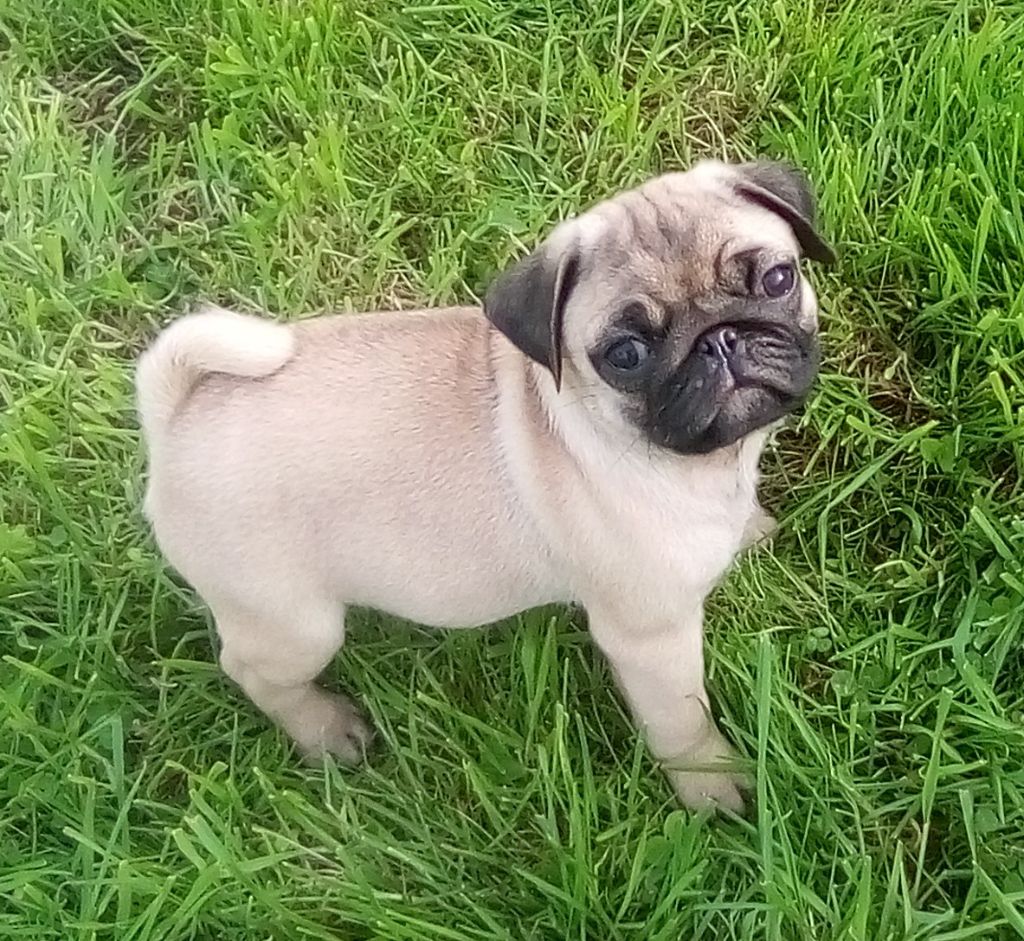 Phoenix Des Comores - Chiots disponibles - Carlin