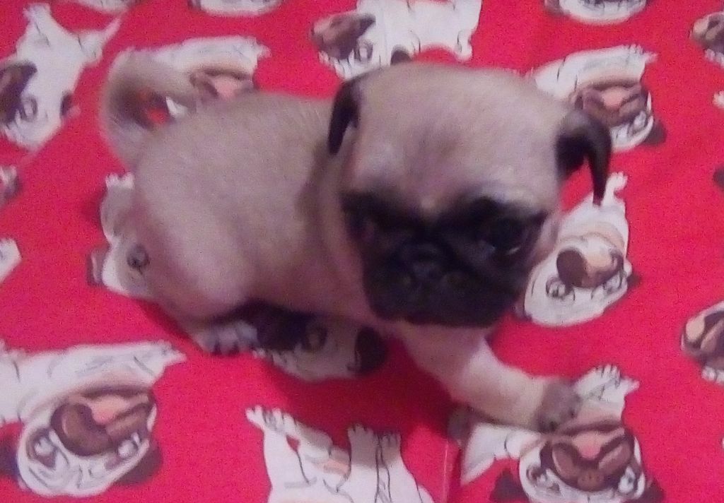 Phoenix Des Comores - Chiots disponibles - Carlin