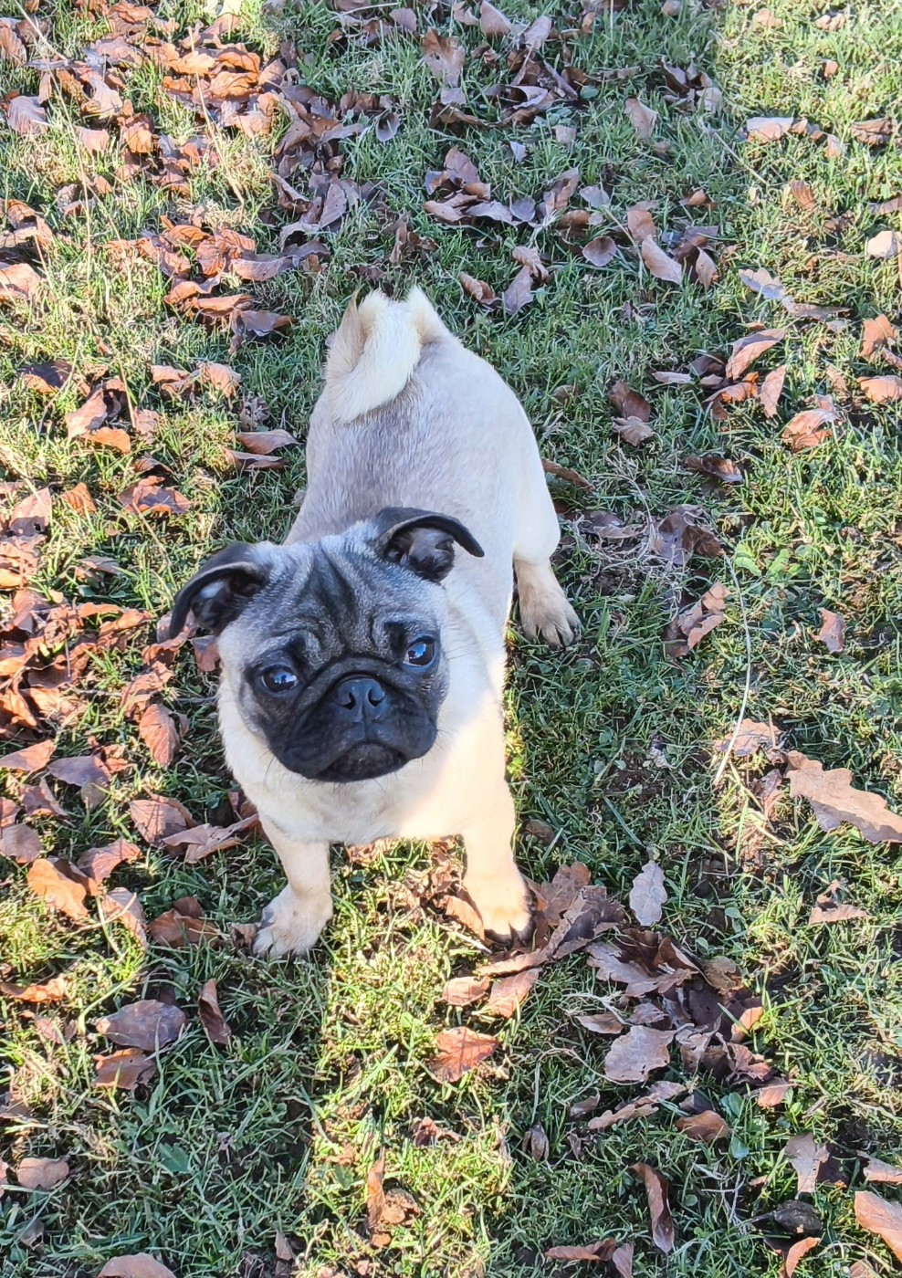 Phoenix Des Comores - Chiots disponibles - Carlin