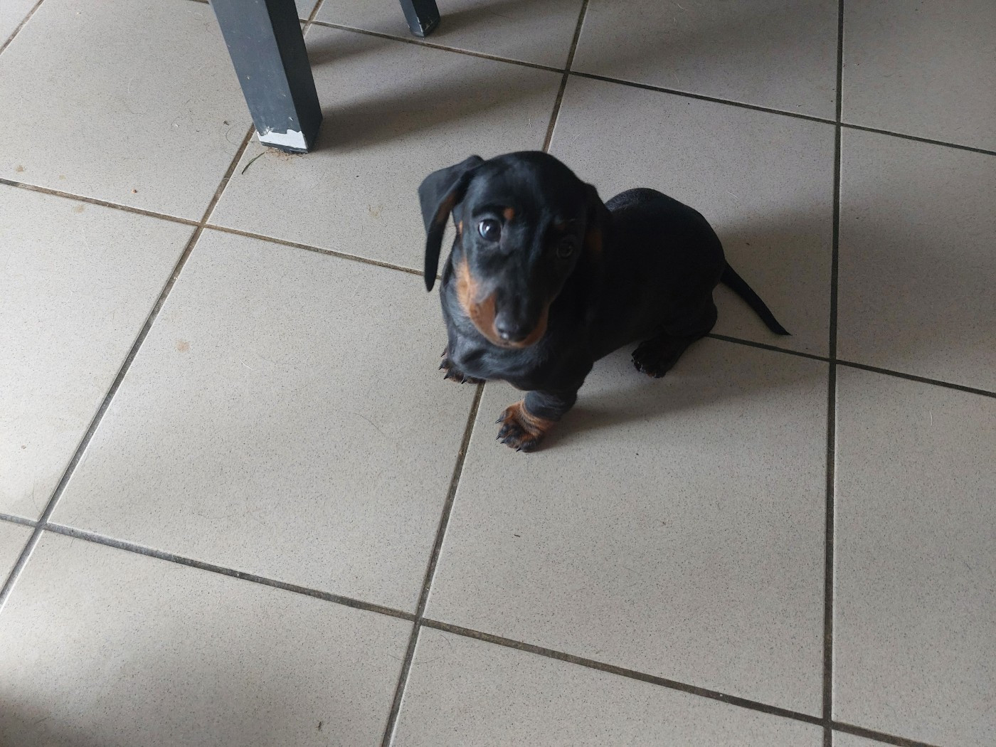 Phoenix Des Comores - Chiots disponibles - Teckel poil ras