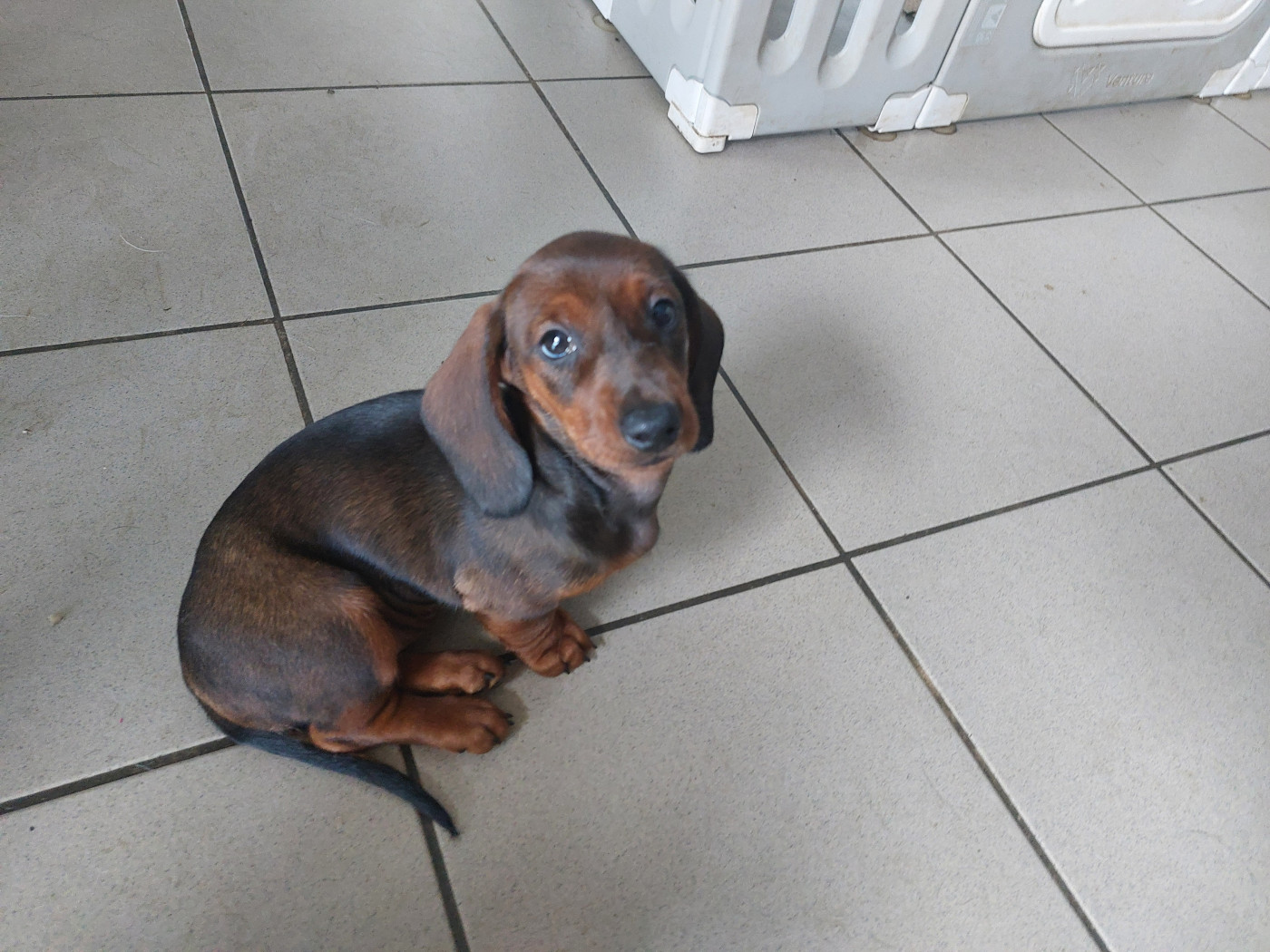 Phoenix Des Comores - Chiots disponibles - Teckel poil ras