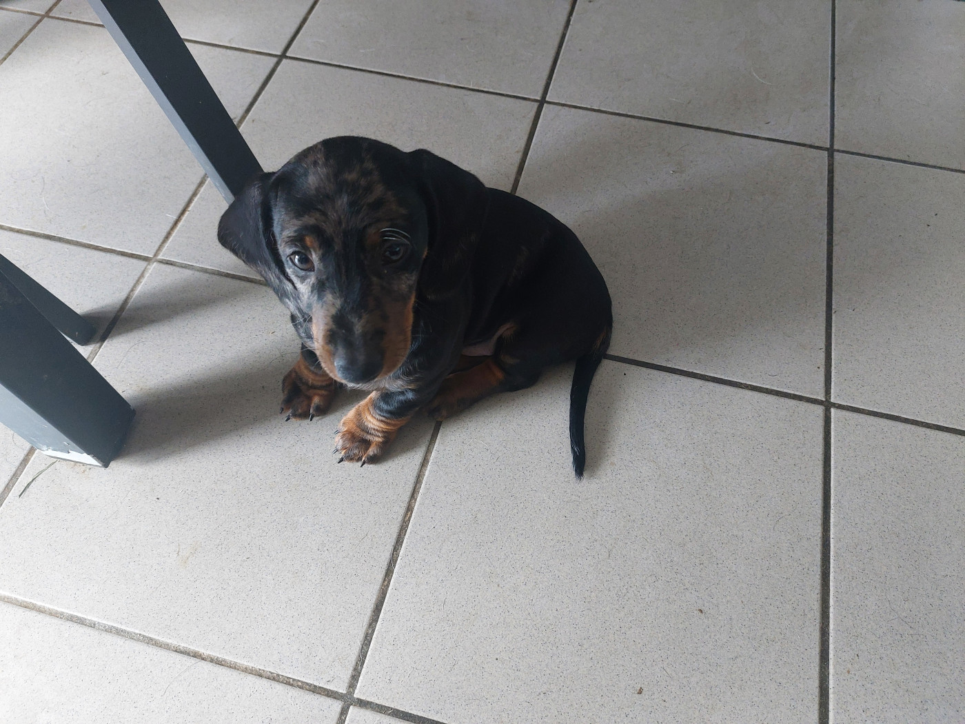 Phoenix Des Comores - Chiots disponibles - Teckel poil ras