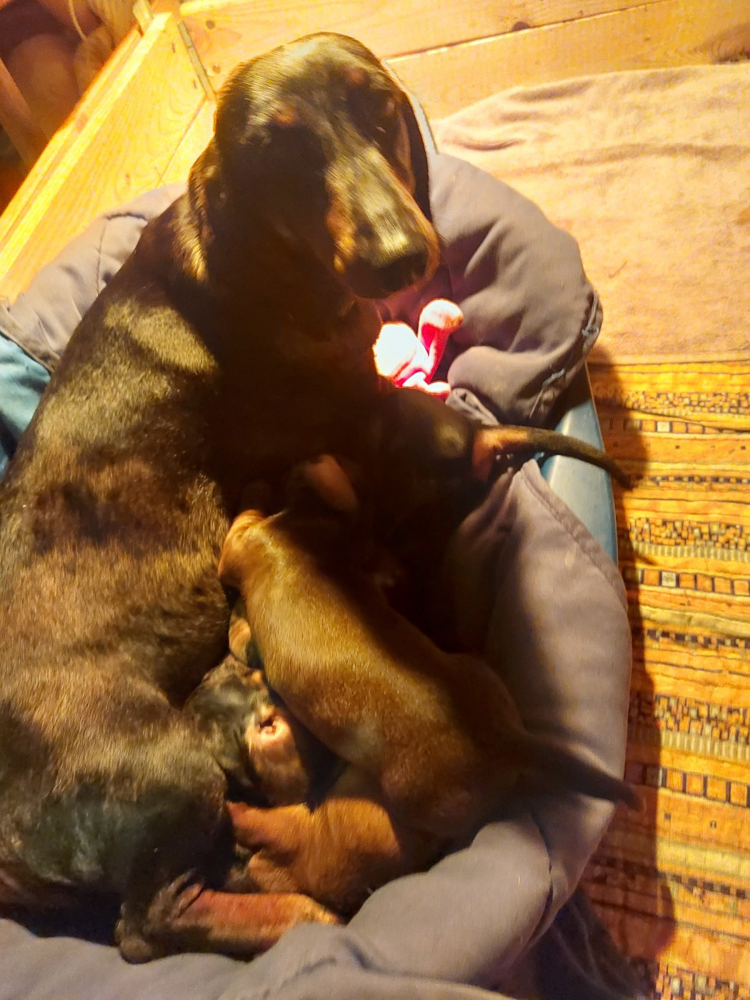 Chiot Teckel poil ras Phoenix Des Comores
