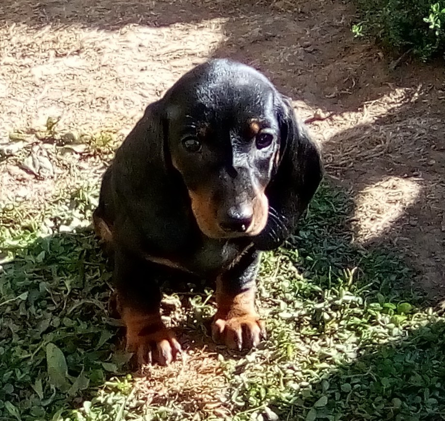 Phoenix Des Comores - Chiots disponibles - Teckel poil ras