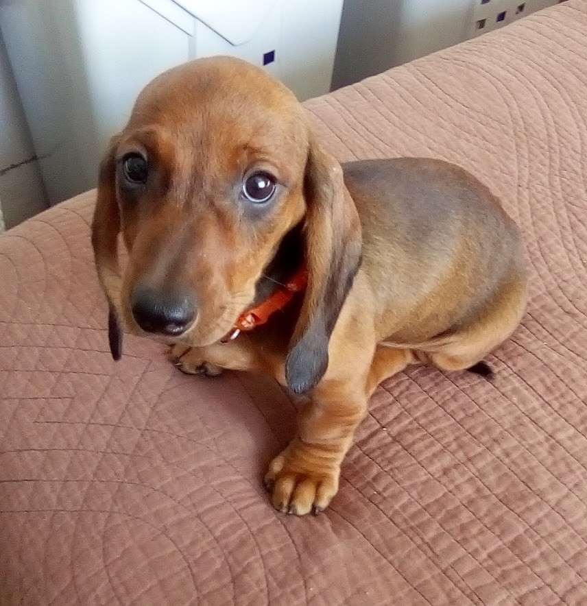 Phoenix Des Comores - Chiots disponibles - Teckel poil ras