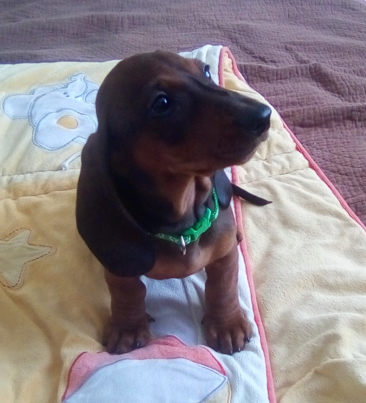 Phoenix Des Comores - Chiots disponibles - Teckel poil ras