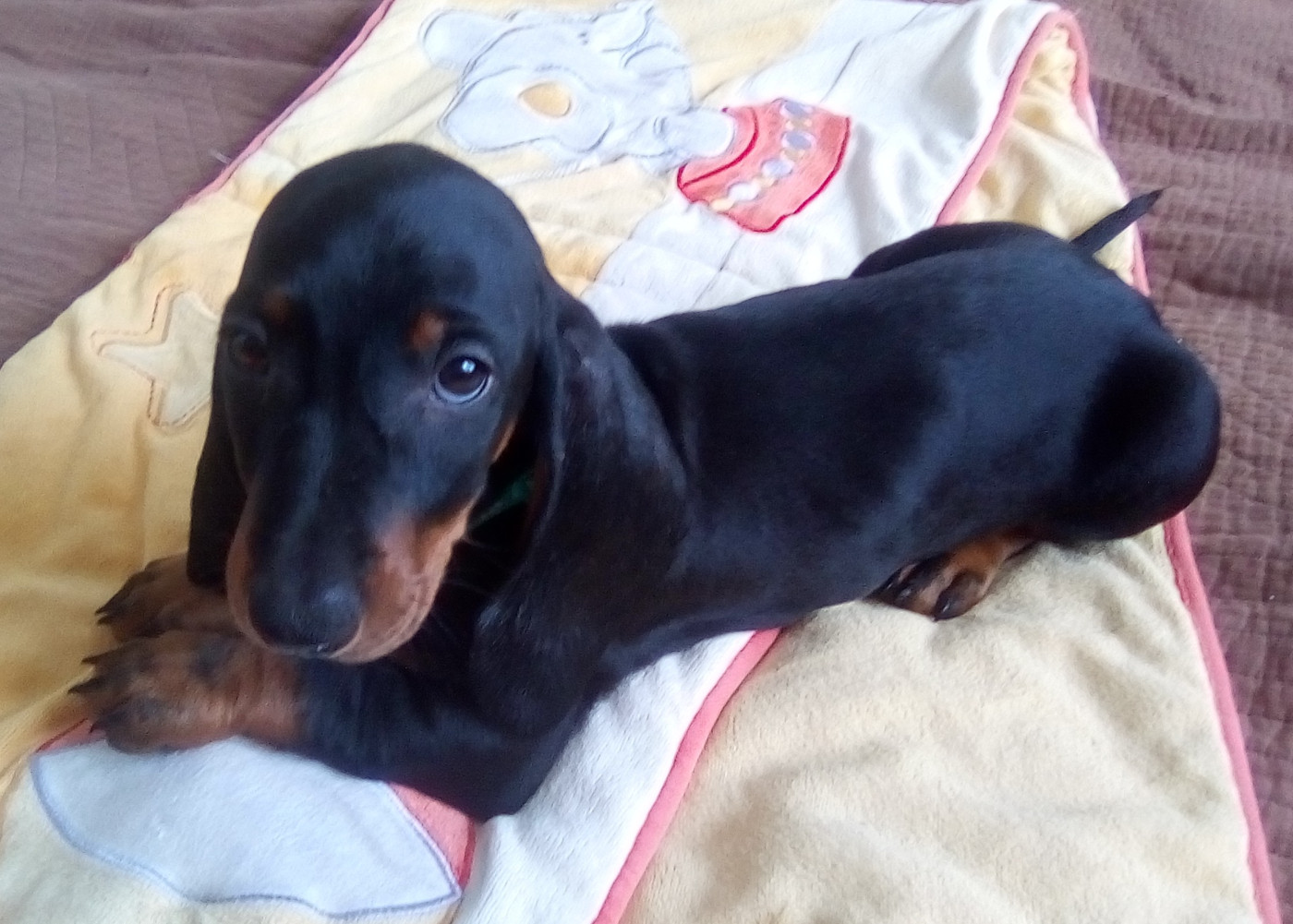 Phoenix Des Comores - Chiots disponibles - Teckel poil ras