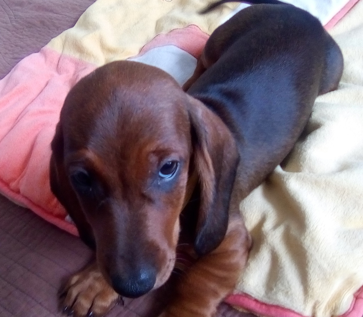 Phoenix Des Comores - Chiots disponibles - Teckel poil ras