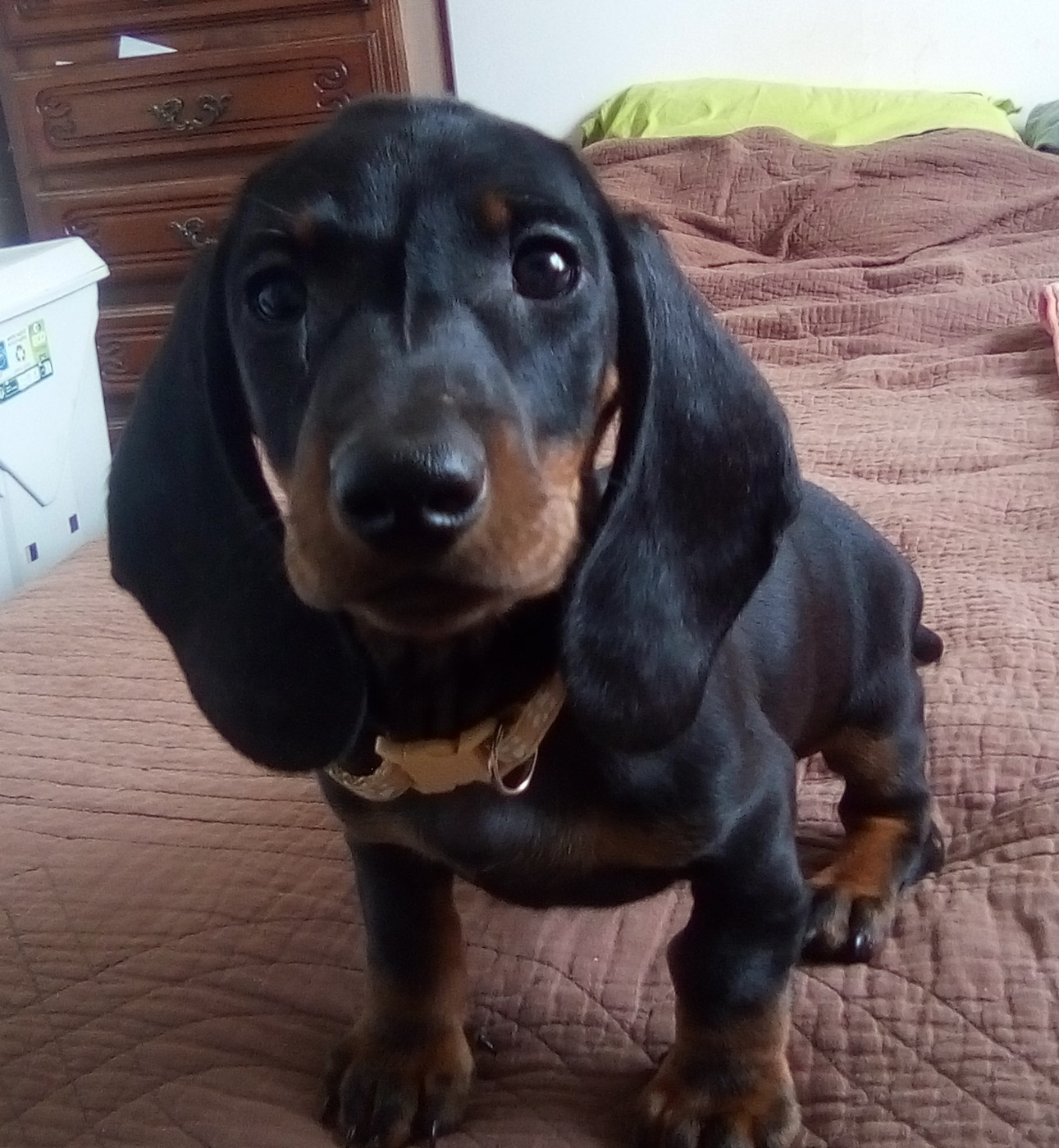 Phoenix Des Comores - Chiots disponibles - Teckel poil ras