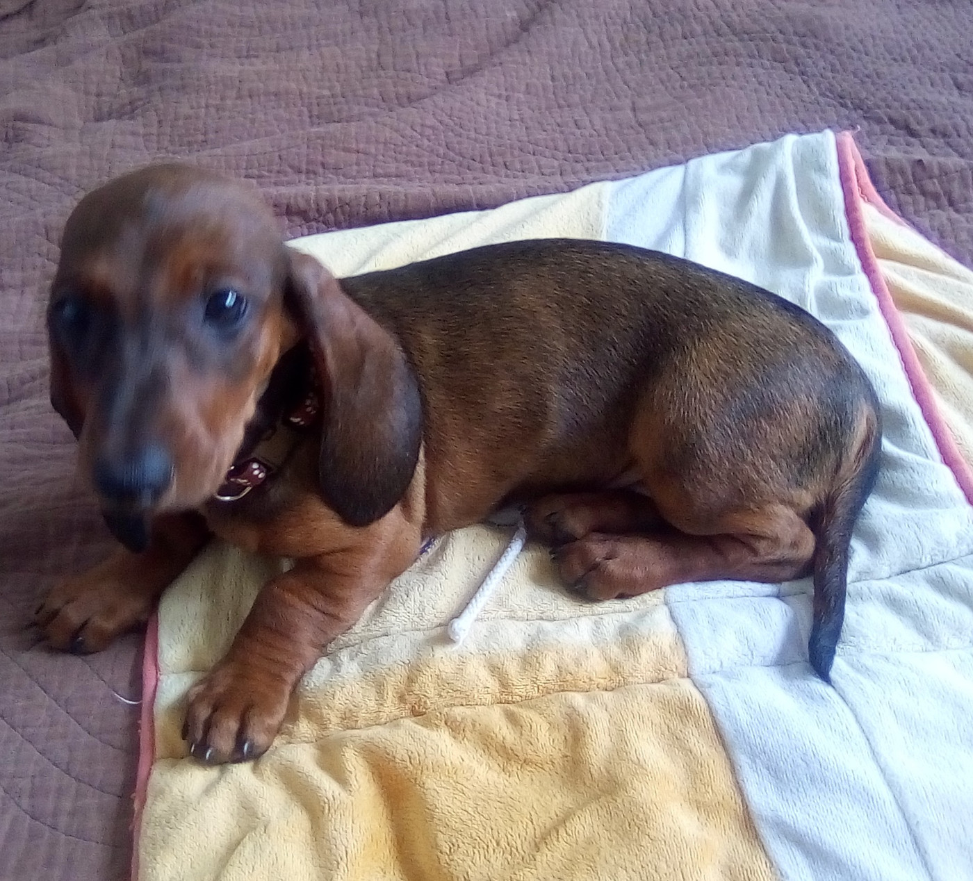 Phoenix Des Comores - Chiots disponibles - Teckel poil ras