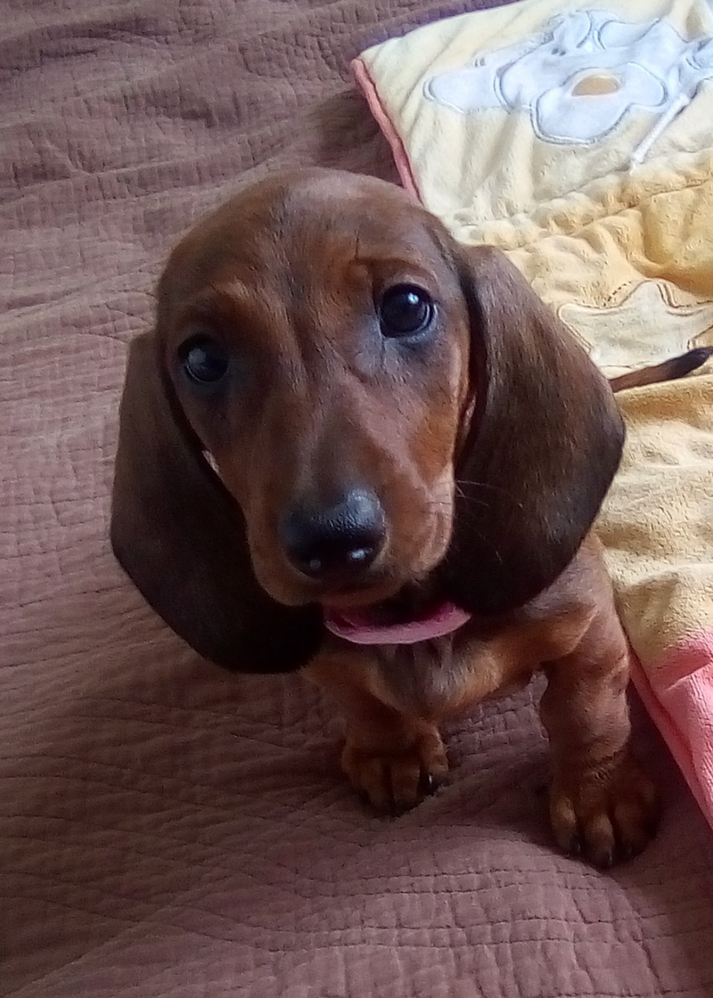 Phoenix Des Comores - Chiots disponibles - Teckel poil ras