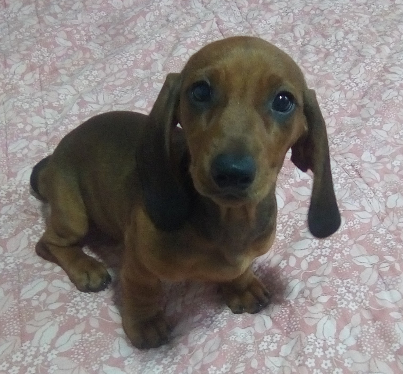 Phoenix Des Comores - Chiots disponibles - Teckel poil ras