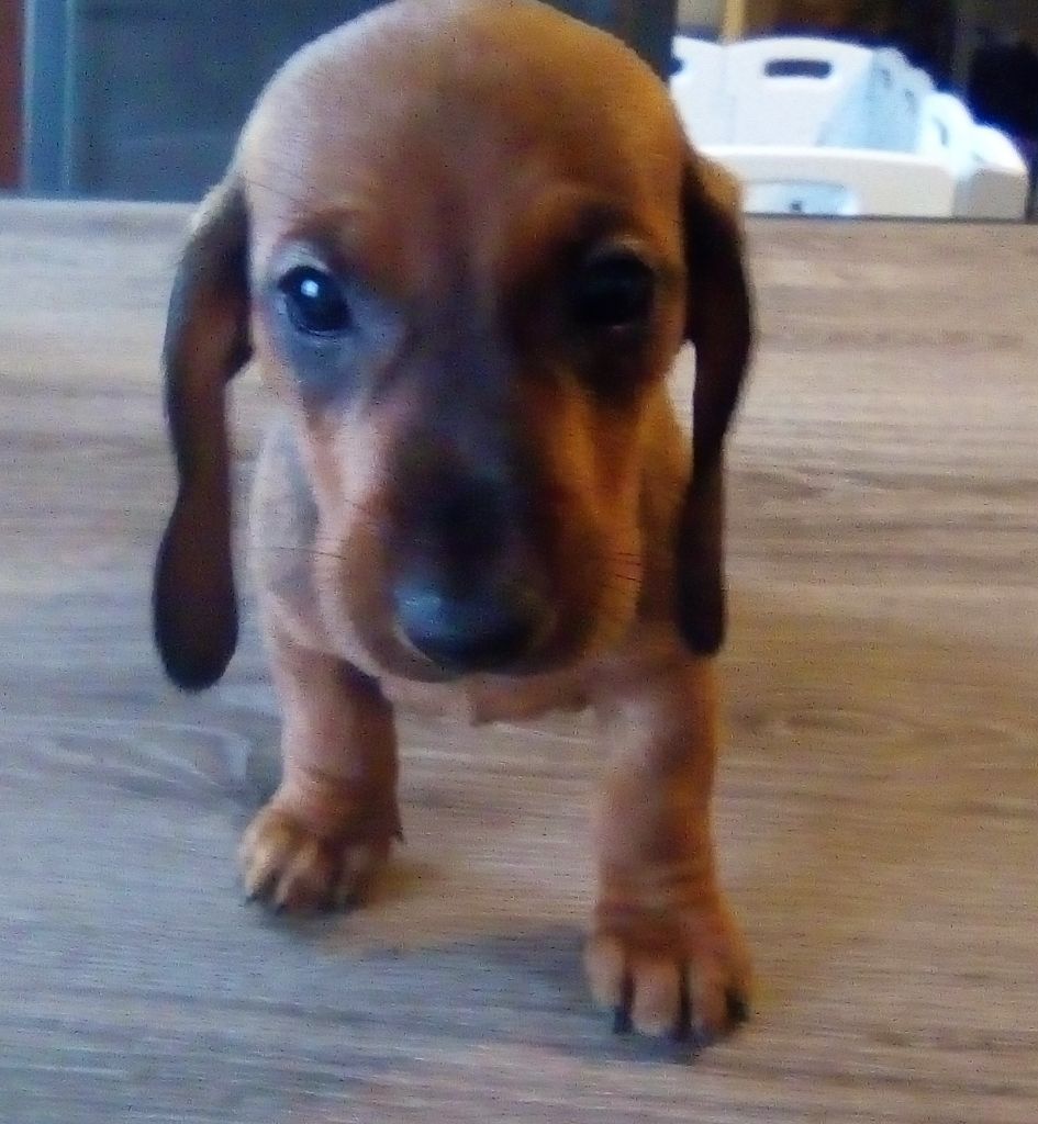 Phoenix Des Comores - Chiots disponibles - Teckel poil ras