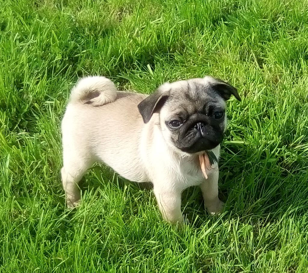 Phoenix Des Comores - Chiots disponibles - Carlin