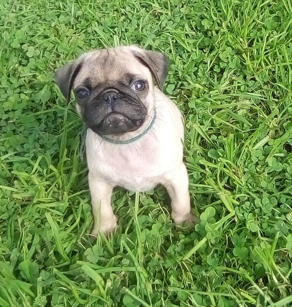 Phoenix Des Comores - Chiots disponibles - Carlin