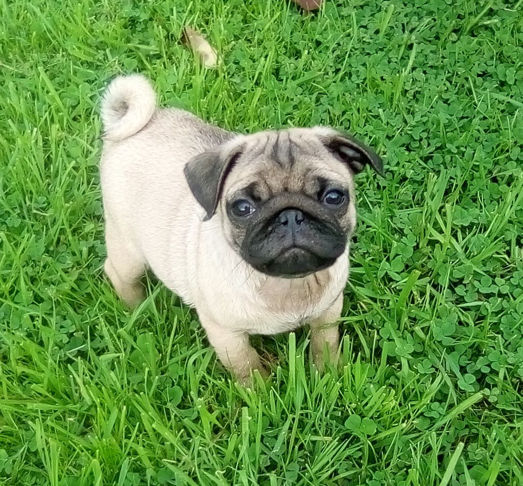 Phoenix Des Comores - Chiots disponibles - Carlin