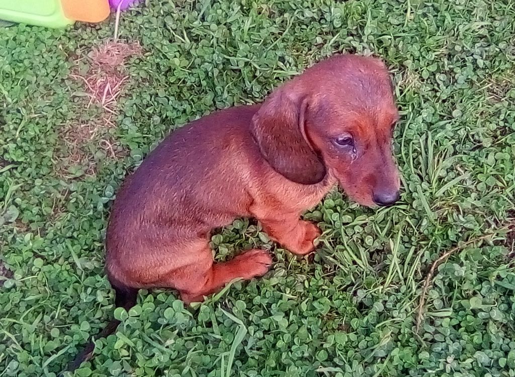 Phoenix Des Comores - Chiots disponibles - Teckel poil ras