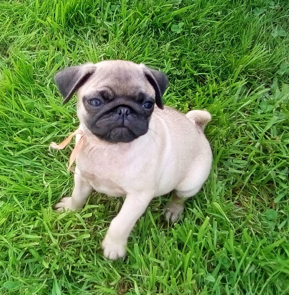 Phoenix Des Comores - Chiots disponibles - Carlin