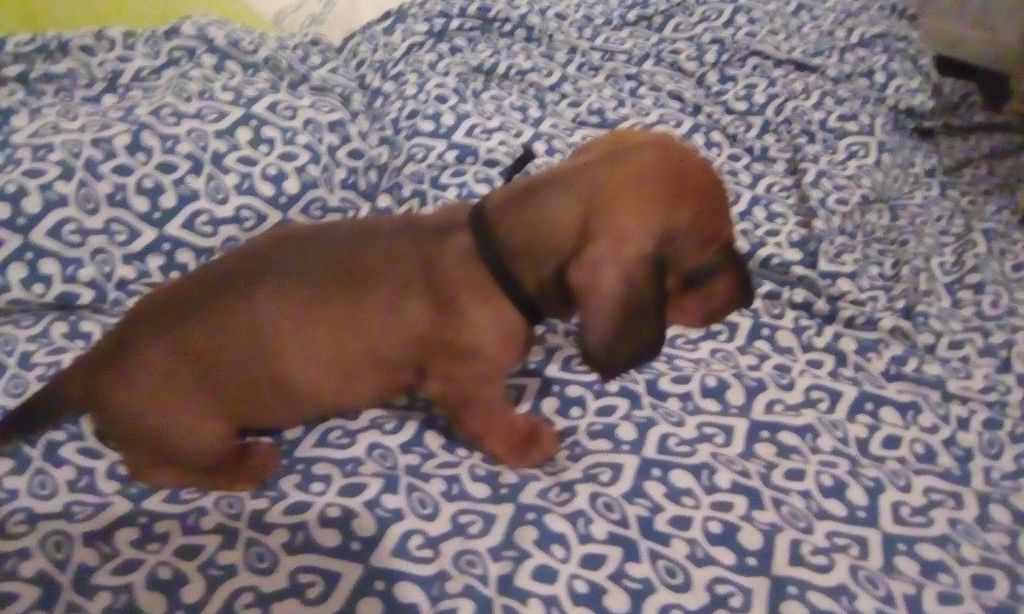 Phoenix Des Comores - Chiots disponibles - Teckel poil ras