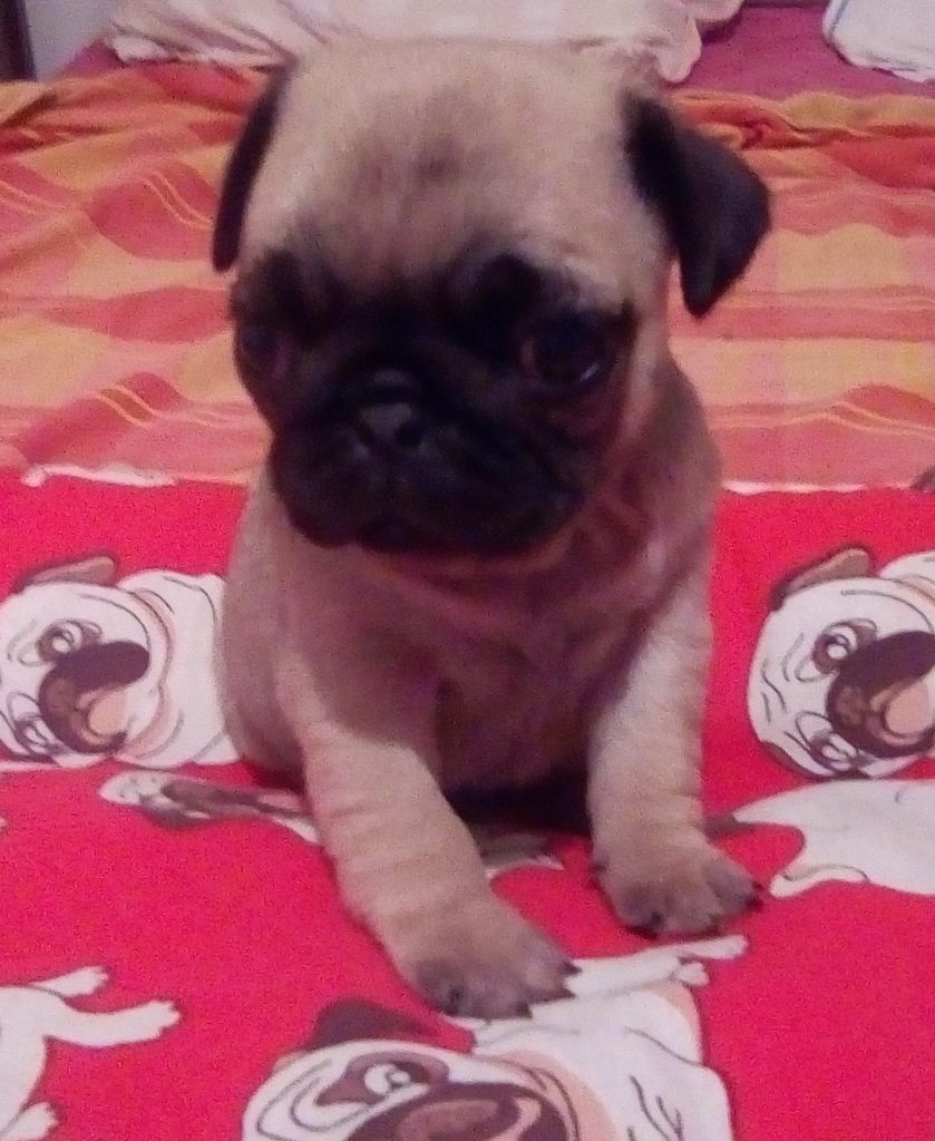 Phoenix Des Comores - Chiots disponibles - Carlin