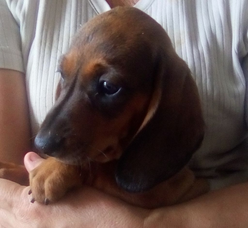 Phoenix Des Comores - Chiots disponibles - Teckel poil ras