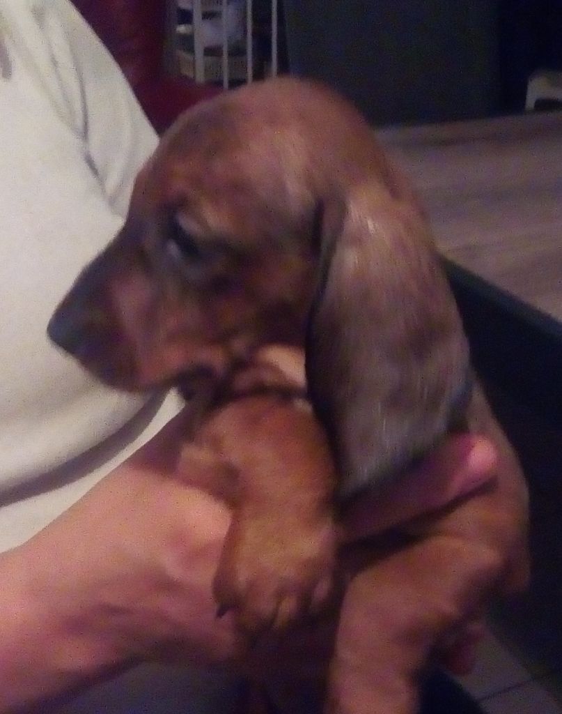 Phoenix Des Comores - Chiots disponibles - Teckel poil ras