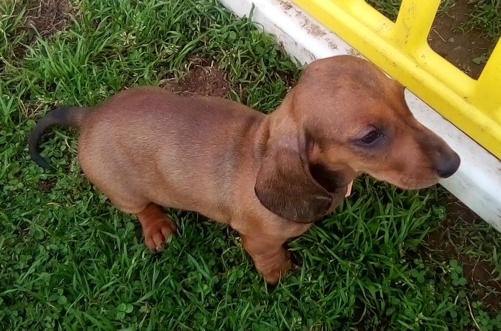 Phoenix Des Comores - Chiots disponibles - Teckel poil ras