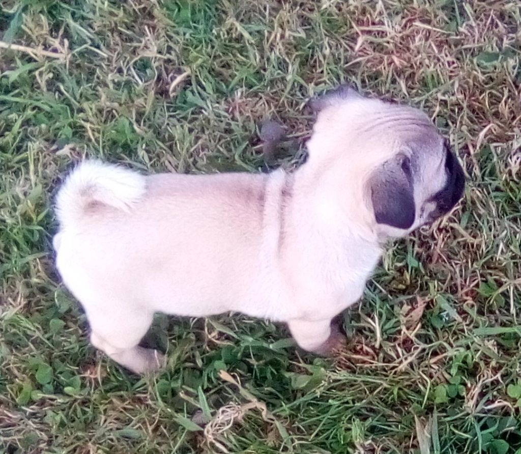 Phoenix Des Comores - Chiots disponibles - Carlin