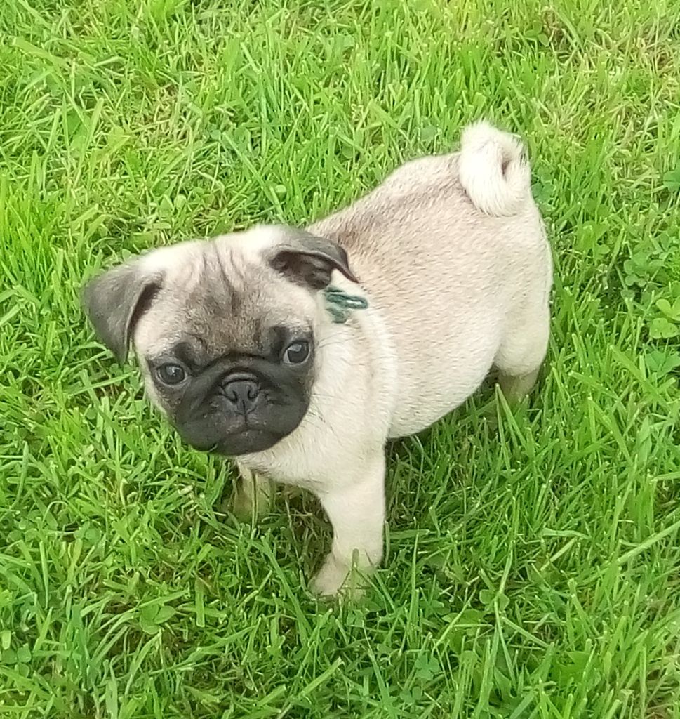 Phoenix Des Comores - Chiots disponibles - Carlin