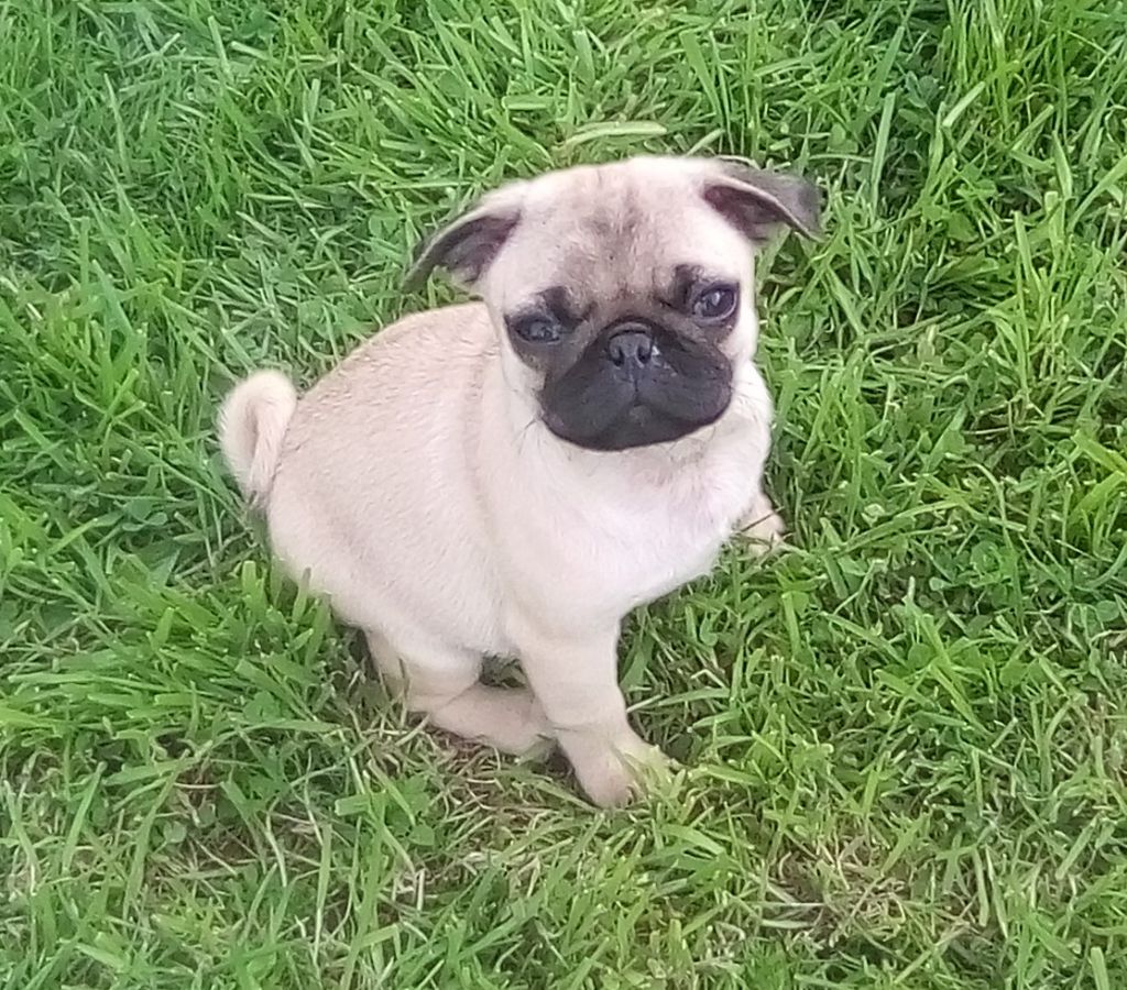 Phoenix Des Comores - Chiots disponibles - Carlin