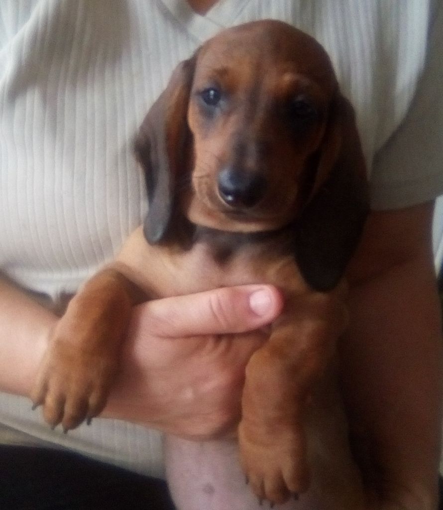 Phoenix Des Comores - Chiots disponibles - Teckel poil ras
